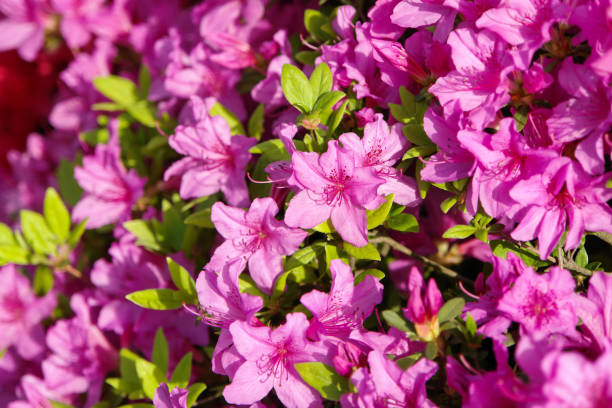 gros plan de rose rhododendron bush - azalea magenta flower red photos et images de collection