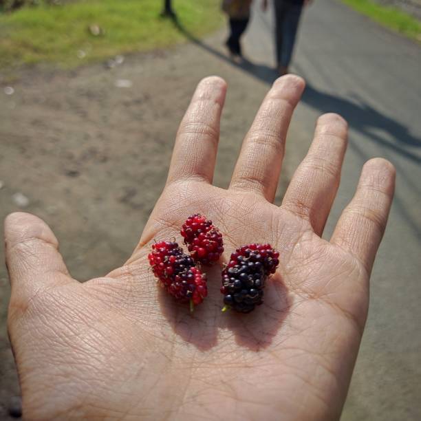 istock Collection of raspberries 1441804286