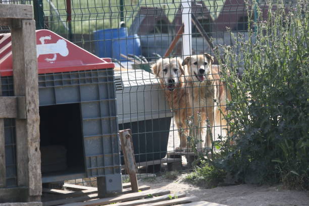 istock Dogs at the animal shelter 1441804564