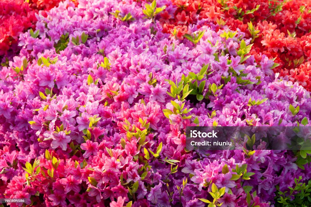 Rhododendron Azalea Stock Photo