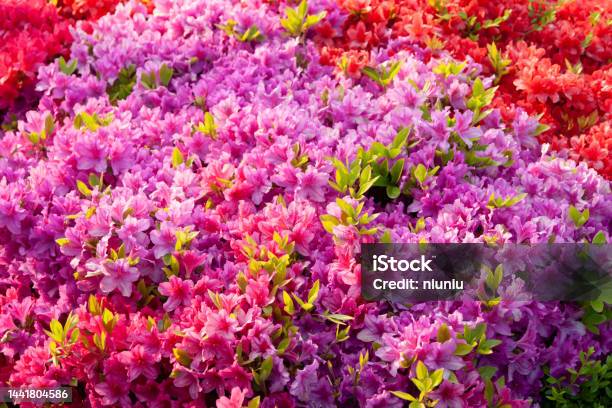 Rhododendron Stock Photo - Download Image Now - Azalea, Back Yard, Beauty