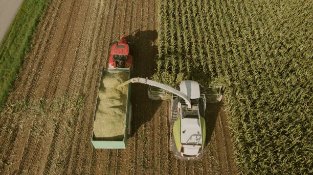 istock The combine collects harvests on the corn field 1441804721