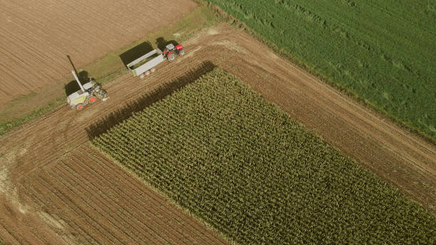 istock The combine collects harvests on the corn field 1441804750