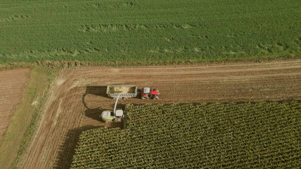 istock The combine collects harvests on the corn field 1441804824