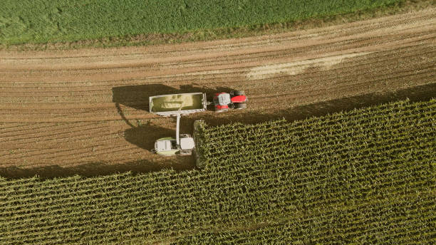 istock The combine collects harvests on the corn field 1441804883