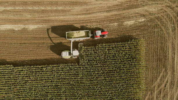 istock The combine collects harvests on the corn field 1441804886