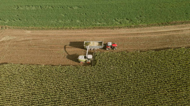 istock The combine collects harvests on the corn field 1441804896