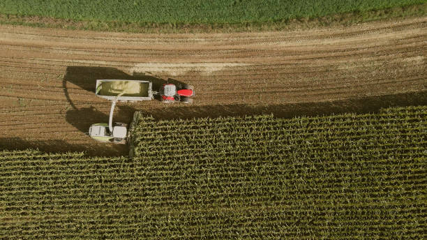 istock The combine collects harvests on the corn field 1441804898