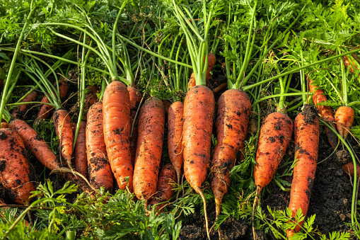 Fresh carrots just dug out of the ground. Autumn harvest of a useful root crop. Vegetable.
