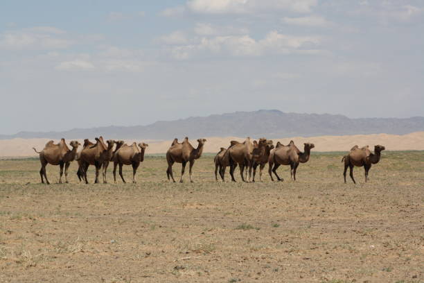 Herd of bactrian camels in the dry Gobi Desert, Umnugovi region in Mongolia. stock photo