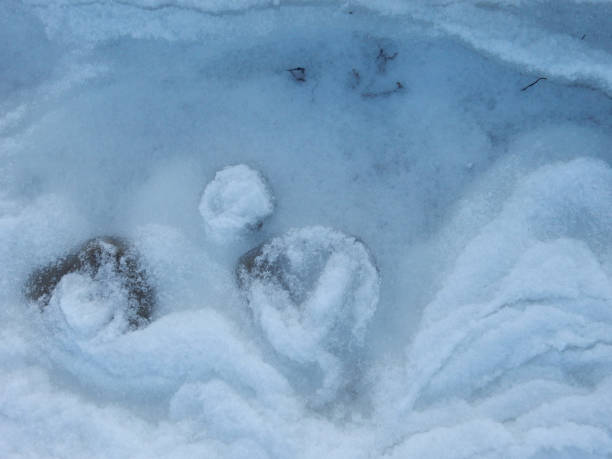 istock natural texture background frozen snow on the seashore, copy space. 1441809281