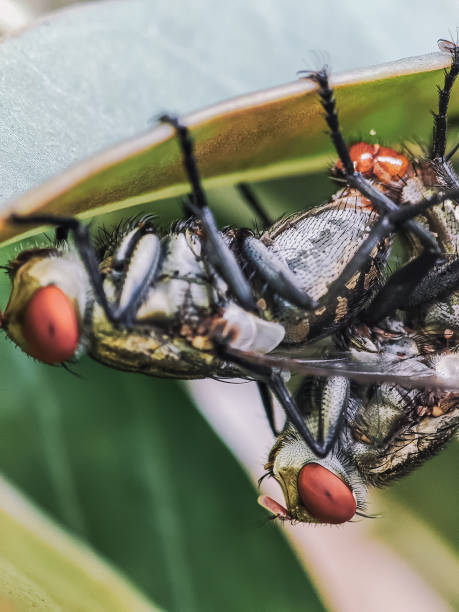 istock A pair of Buffalo Flies are mating 1441811258