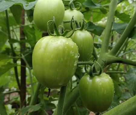 Green Tomatoes with Pond in the garden