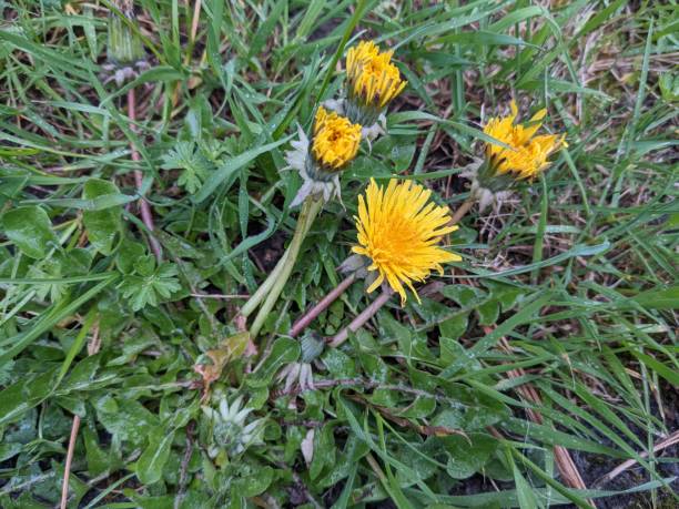 istock Close-up of dandelion 1441812025