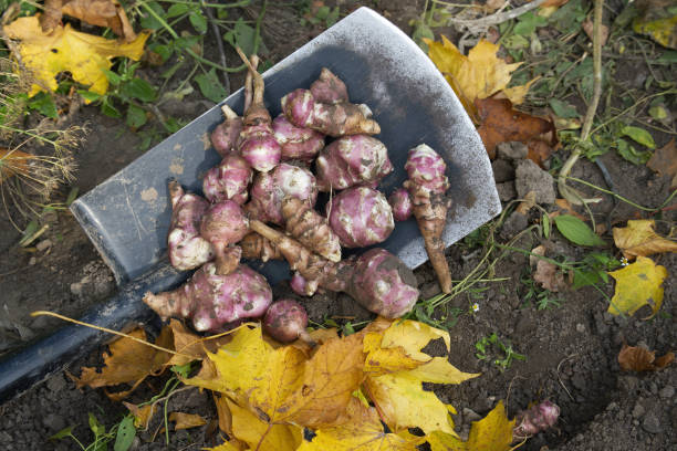 istock Harvesting Topinambur (Helianthus tuberosus) from the soil 1441814456