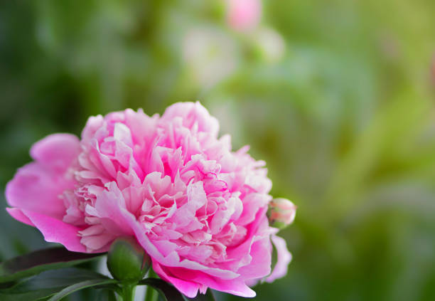 bright fuchsia peony flower on a green background close-up