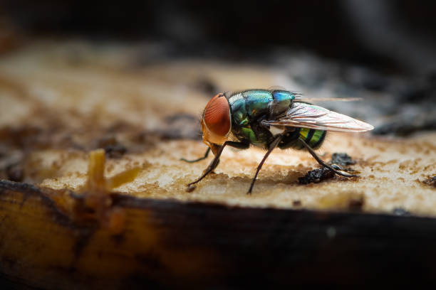 grüne stubenfliege mit ihrer lippe zum saugen von bananenfleisch - fly insect animal eye macro stock-fotos und bilder