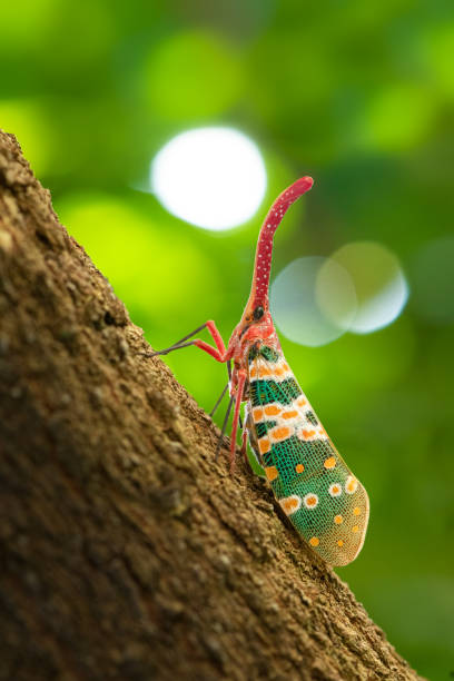 istock Karen Horned Lanternfly on tree trunk with green blur background and bokeh 1441815678