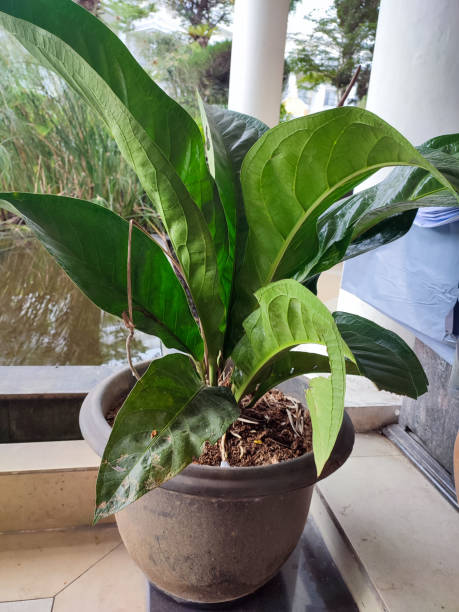 istock Beautiful green leaves plant Anthurium hookeri. 1441817046