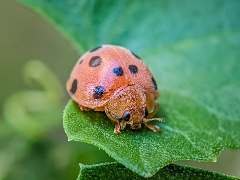 Close up of a Mexican Bean Beetle resting on a leaf.