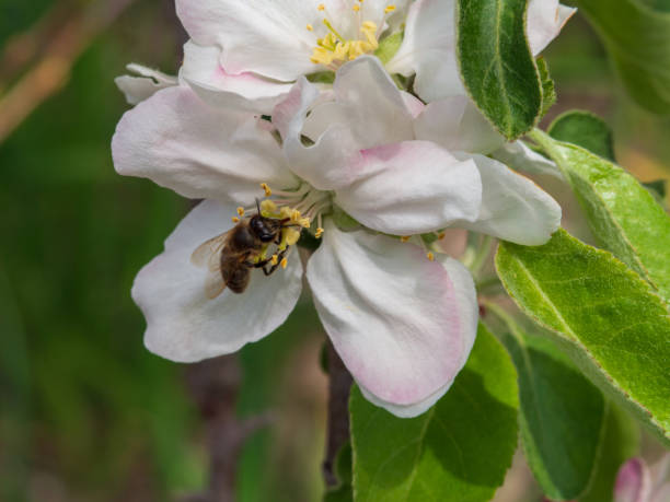 istock Beautiful and delicate apple blossoms close-up. Apple blossom. Spring background 1441820497