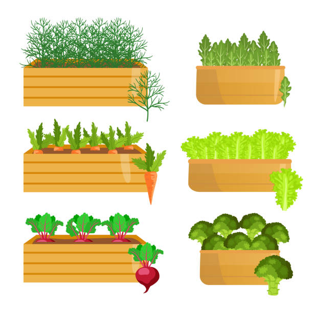 ilustrações de stock, clip art, desenhos animados e ícones de vegetables growing in wooden crates cartoon illustrations set - beet vegetable box crate