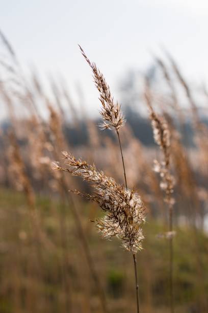 istock Selective focus shot of fluffy brown wild grass 1441829556