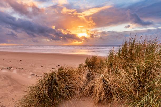 istock Beautiful shot of a sandy beach with grass 1441829865