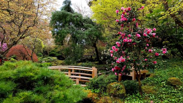 le jardin japonais à l’intérieur des jardins historiques butchart par une journée ensoleillée à victoria, bc, canada - buchart gardens photos et images de collection
