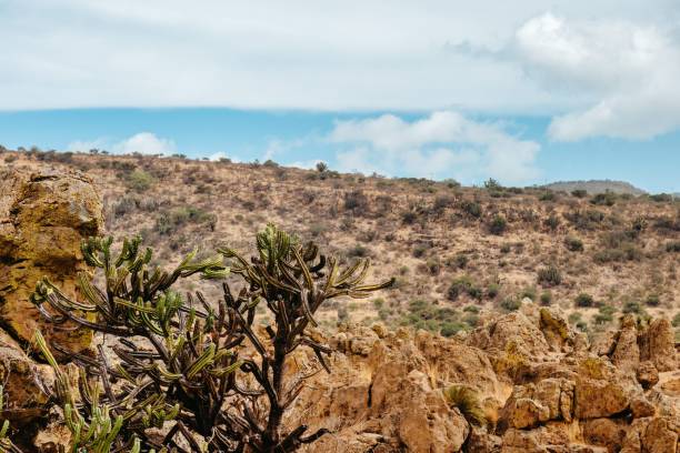 istock Barren rocky field with small green plants under a cloudy blue sky 1441830537