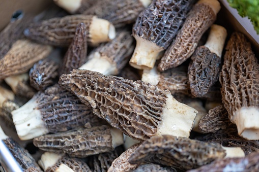 A closeup of a stack of fresh Yellow morel in a market