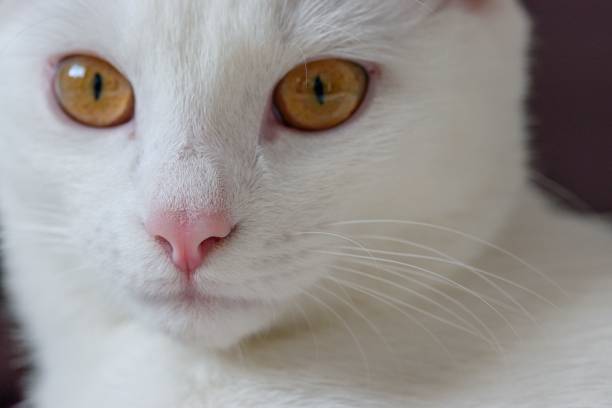 istock Closeup shot of a cute white cat 1441830805