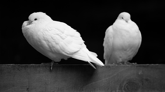 A grayscale shot of two white pigeons settled on wooden texture