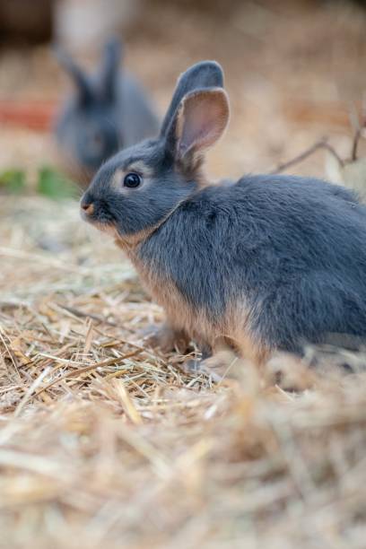 istock Cute rabbit at BEA Expo in Bern, Switzerland 1441831764