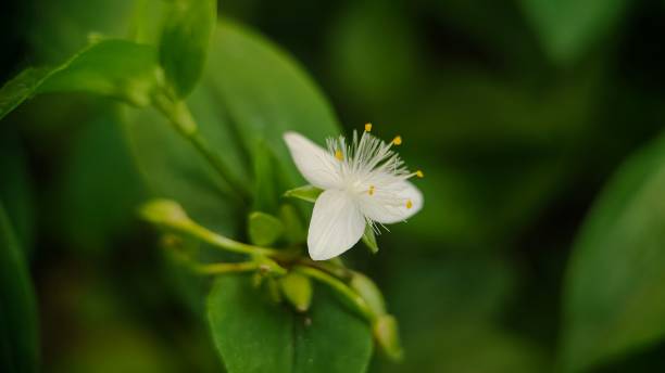 ぼかした背景に小さな白いムラサキツユクサの花のマクロ(ムラサキツユクサ) - tradescantia epidermis ストックフォトと画像