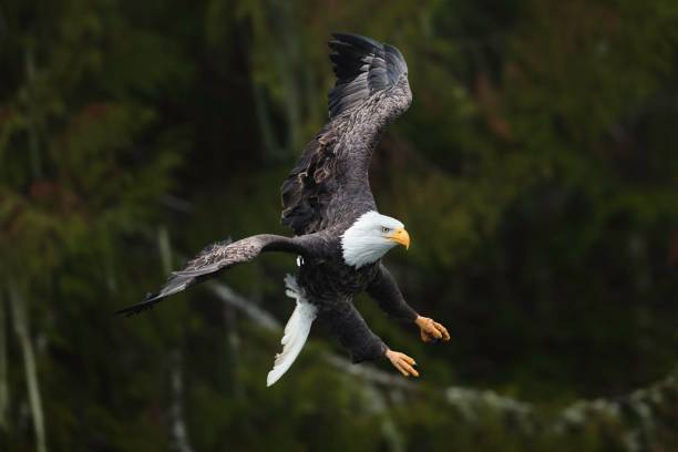 istock Giant Bald Eagle (Haliaeetus leucocephalus) flying with its legs and wings open in a forest 1441832178