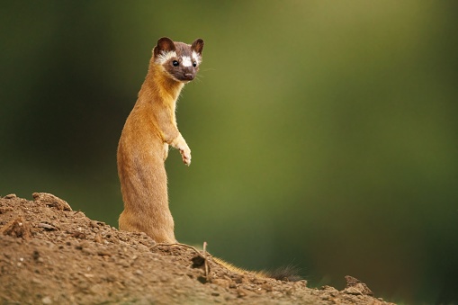 A cute startled Long-Tailed Weasel outdoors with blurred background