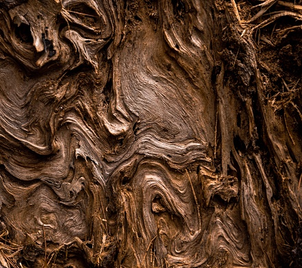 A beautiful shot of a gnarly wood texture