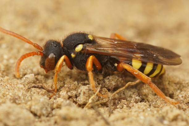 istock Side closeup of Nomada succincta standing on the sandy ground with blurred background 1441832241