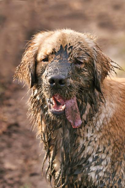A vertical shot of a funny muddy dog