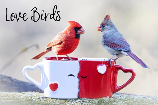 A closeup of cute norhtern cardinals (Cardinalis cardinalis) on kissing mugs with the text 