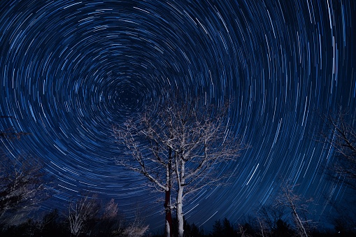 A wonderful star trail blue night sky with leafless trees in front, a time-lapse shot