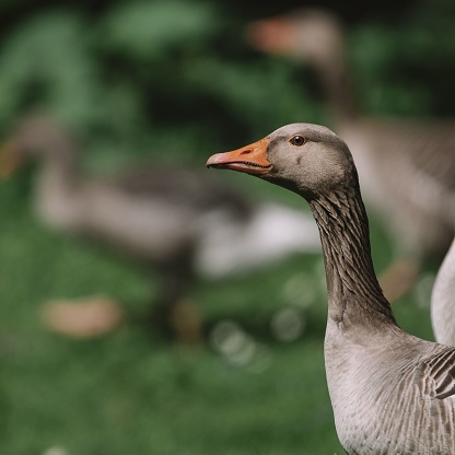 A close-up shot of a Toulouse goose on a blurred background in the park