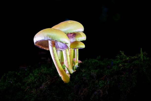 istock A view of a beautiful mushroom in the forest 1441833144