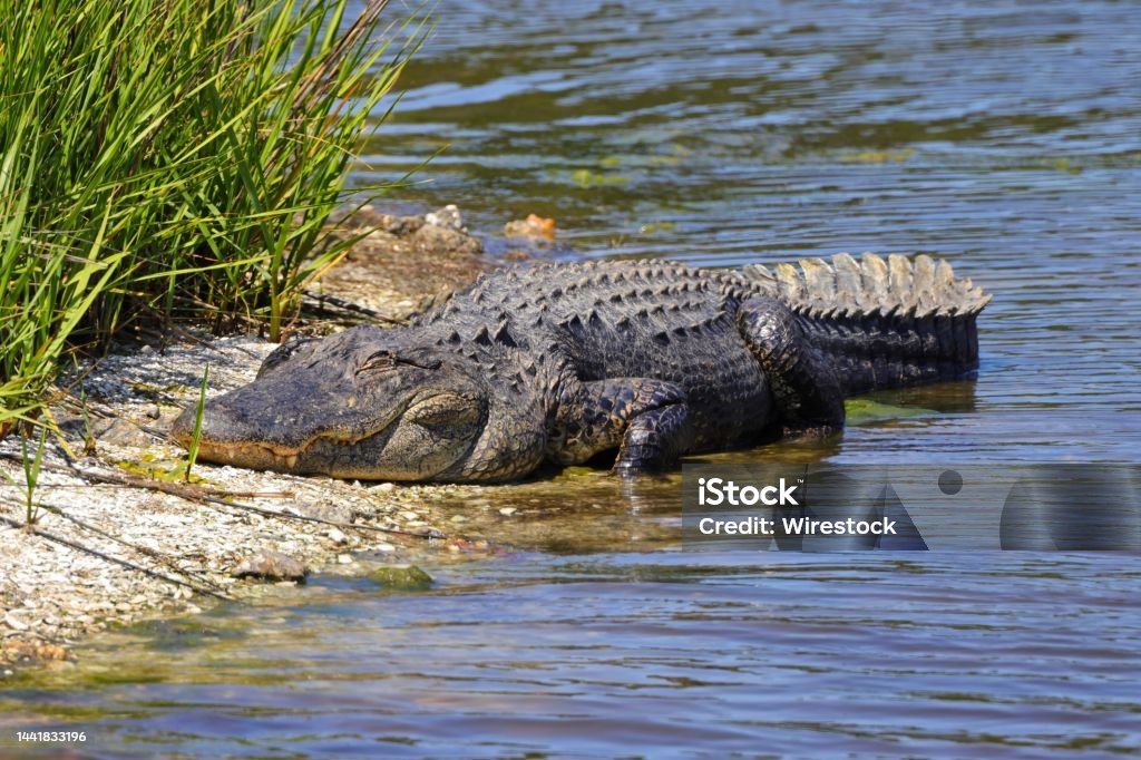 American alligator on the riverbank. Alligator mississippiensis. The American alligator on the riverbank. Alligator mississippiensis. Black Caiman Stock Photo
