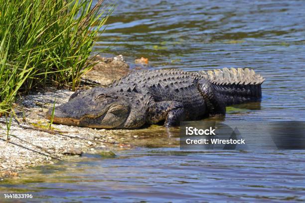 American Alligator On The Riverbank Alligator Mississippiensis Stock Photo - Download Image Now
