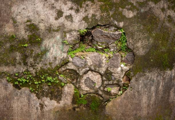 Bright green moss on the old stone wall. mossy old wall