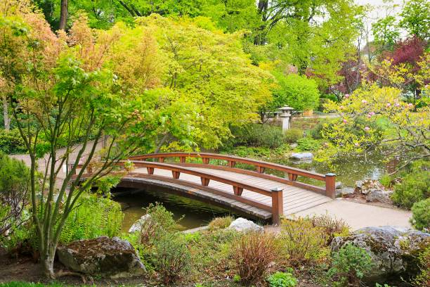 istock Small bridge above a river surrounded with greenery in a Japanese garden 1441833325