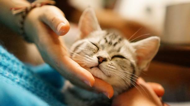 istock Person's hand petting a cute cat 1441833771