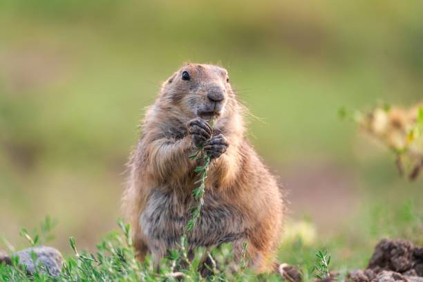 istock Selective focus shot of a Bobak marmot 1441833883